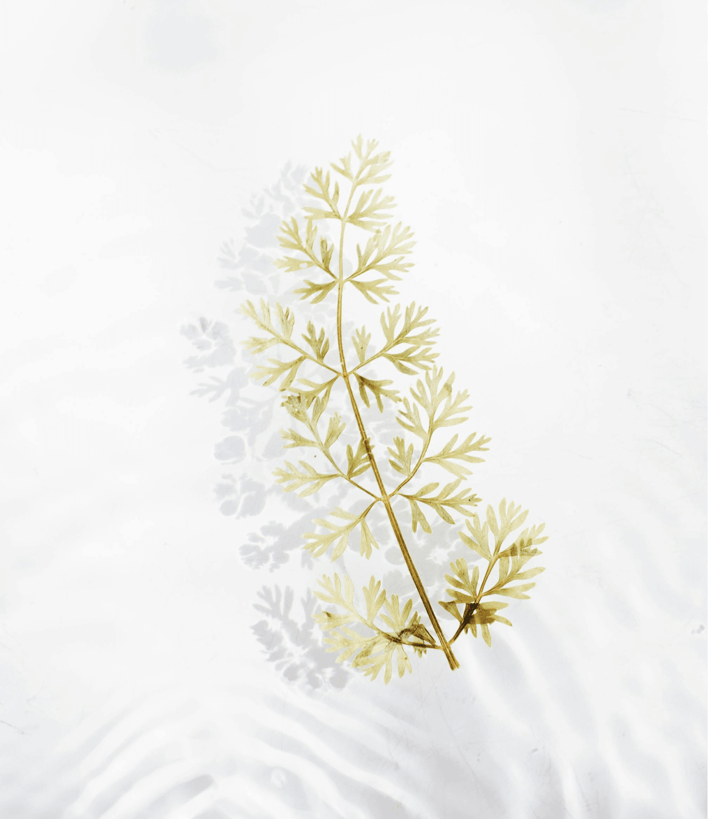 another leaf